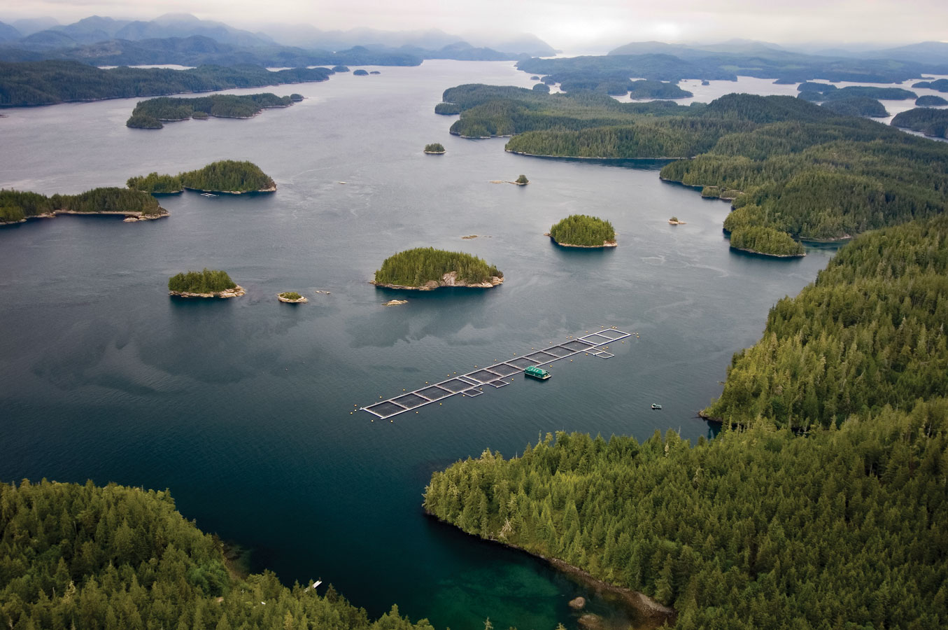 BC Salmon Farmers Respond to Draft Transition Framework Release